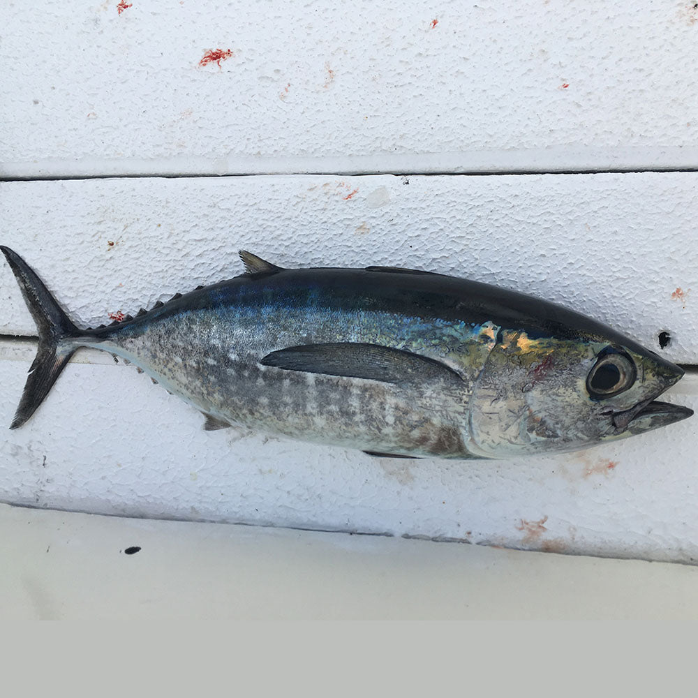 Blackfin Tuna by the Pound